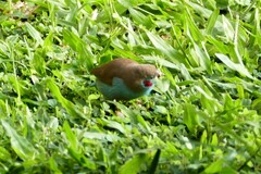 Uraeginthus bengalus