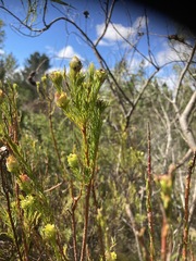 Leucadendron laxum