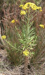 Senecio pterophorus