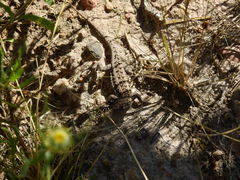 Liolaemus wiegmannii