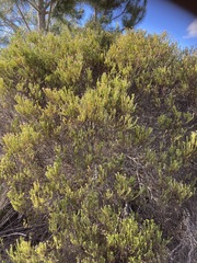 Leucadendron linifolium
