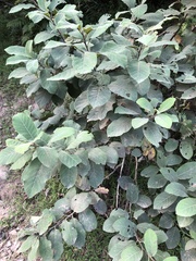 Ehretia dicksonii