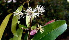 Chionanthus mala-elengi