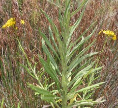 Senecio pterophorus