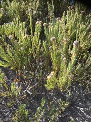 Leucadendron linifolium