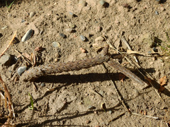 Pterocactus tuberosus