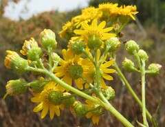 Senecio pterophorus