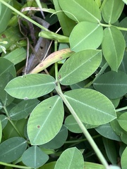 Arachis