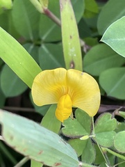 Arachis