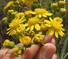 Senecio pterophorus