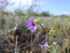 Mirabilis ovata