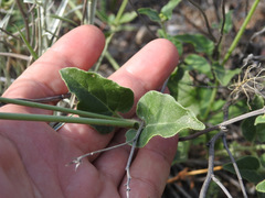 Mirabilis ovata