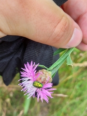 Cryptocephalus sericeus