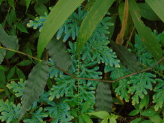 Selaginella willdenowii