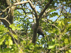 Streptopelia hypopyrrha