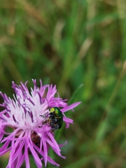 Cryptocephalus sericeus