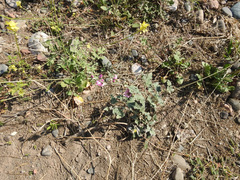 Sphaeralcea mendocina