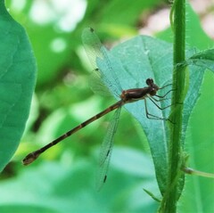 Lestes
