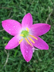 Zephyranthes rosea