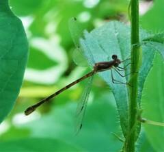 Lestes