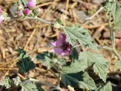 Sphaeralcea mendocina