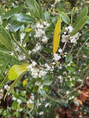 Osmanthus heterophyllus