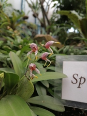 Maxillaria spilotantha