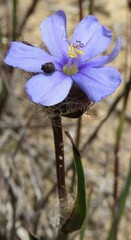 Aristea africana
