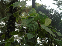 Macaranga recurvata