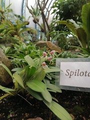 Maxillaria spilotantha