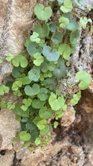 Adiantum capillus-veneris