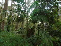 Pinanga coronata
