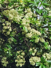 Alstonia scholaris