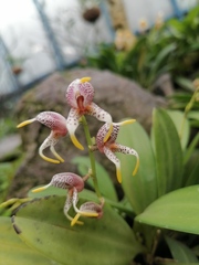 Maxillaria spilotantha