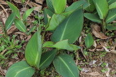 Canna indica