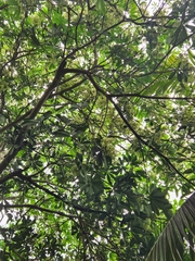Alstonia scholaris