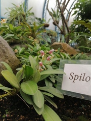 Maxillaria spilotantha