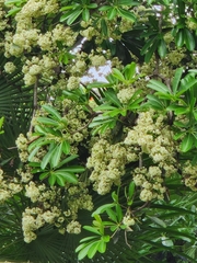 Alstonia scholaris