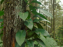 Monsteroideae