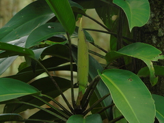 Monsteroideae