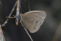 Hermeuptychia hermes
