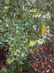 Osmanthus heterophyllus