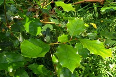 Itea ilicifolia