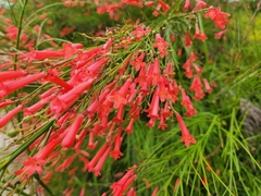 Russelia equisetiformis