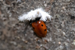 Endomychus chinensis