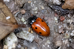 Endomychus chinensis