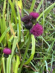 Cirsium rivulare