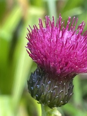 Cirsium rivulare