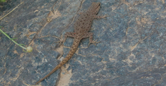 Quedenfeldtia trachyblepharus