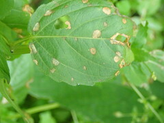 Cercospora mercurialis